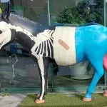 Einer von 111 Esel in Xanten