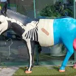 Einer von 111 Esel in Xanten